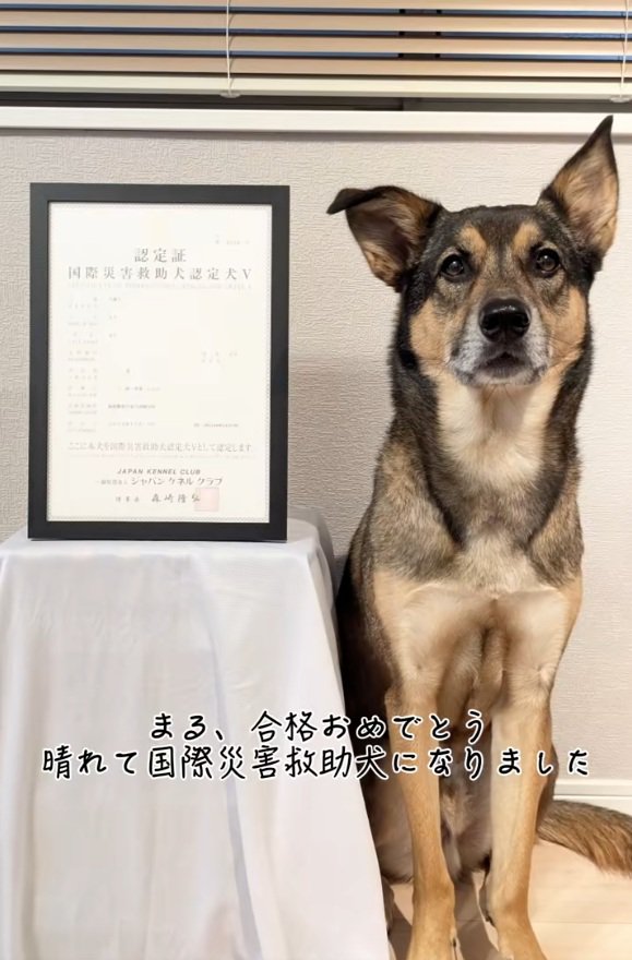 合格したまる君