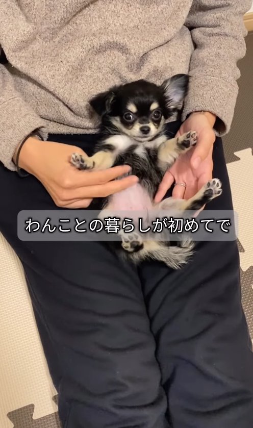 飼い主の膝に乗ってへそ天をしている子犬