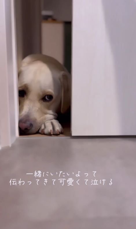 隙間から顔を出す犬