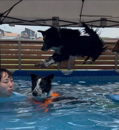 ジャンプ中の息子犬