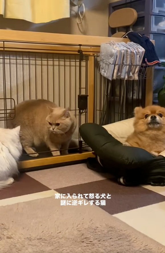 わんこの部屋に入るころもちゃん