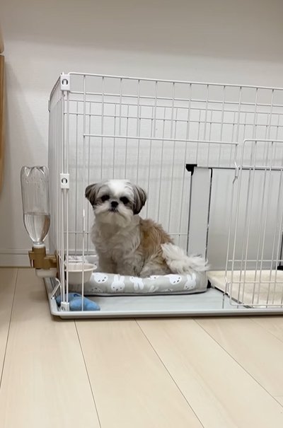 ハウスに入った小型犬