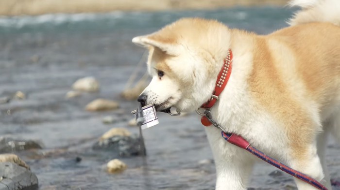 川に落ちていたゴミを咥える犬
