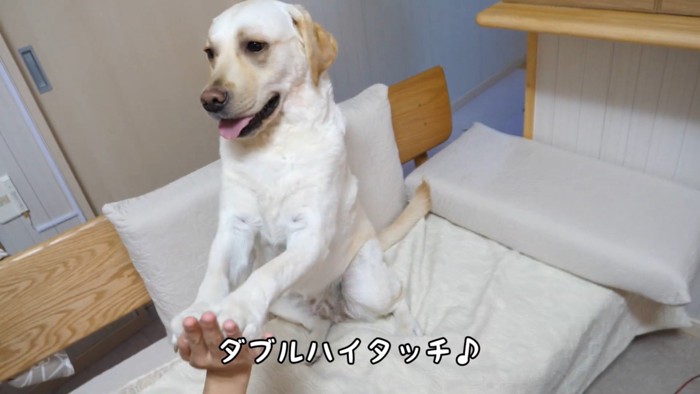 きなこちゃんにハイタッチを求めたら⑩