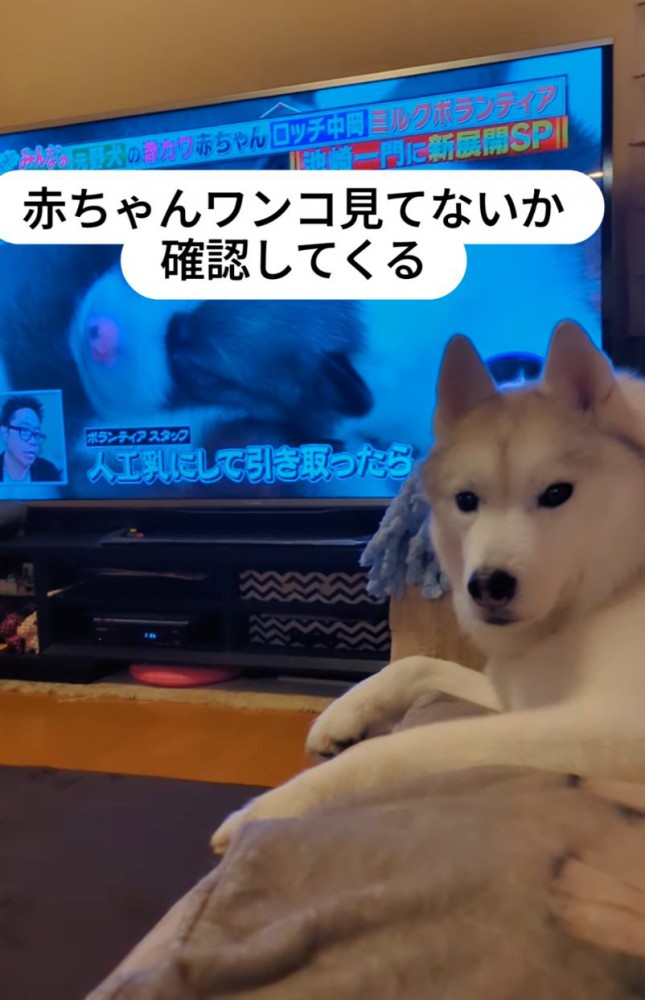 テレビに映る赤ちゃん犬