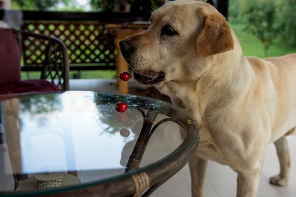 さくらんぼを食べようとする犬