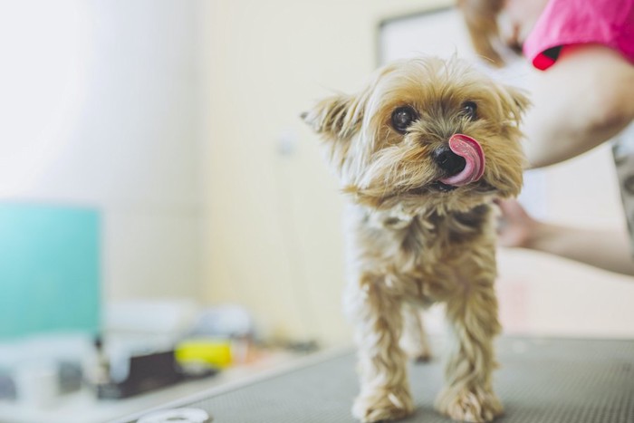 トリマーにトリミングされている犬