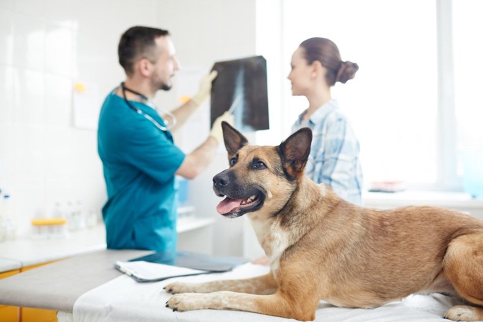 病院で飼い主とともに獣医から診察を受ける犬