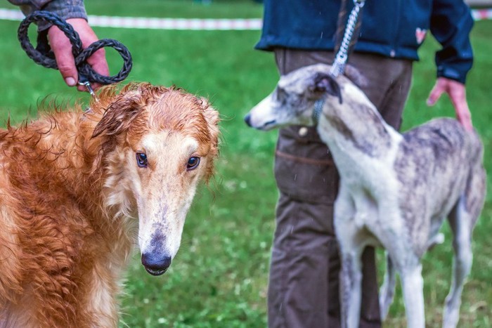 2人の飼い主さんと2頭の犬