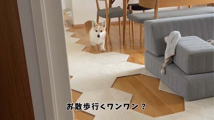 向かってくる犬