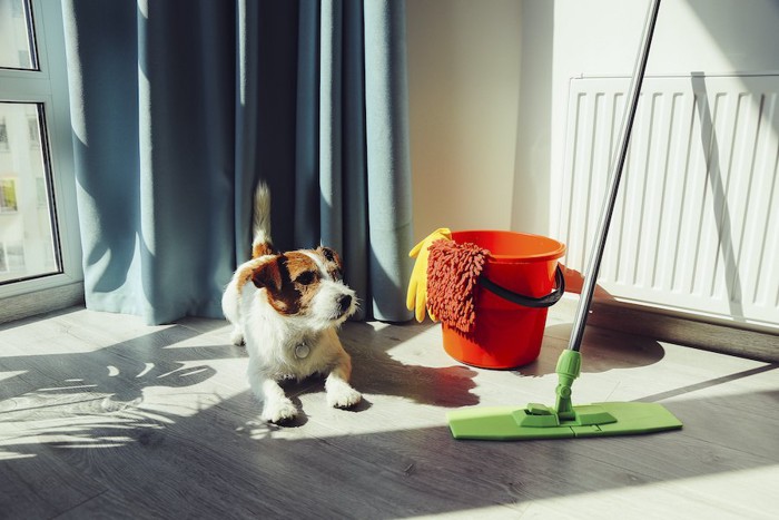 掃除道具のそばに伏せる犬