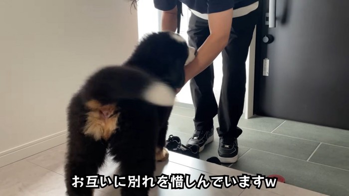 パパさんのお見送りをするどんちゃん