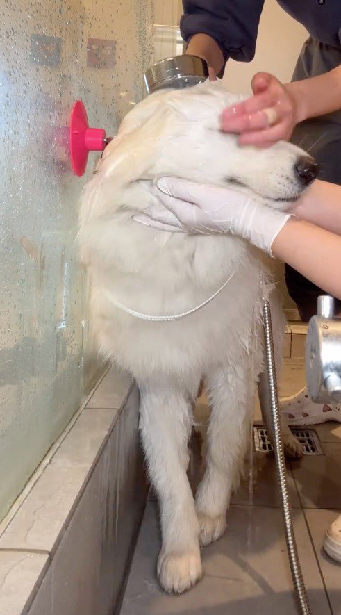 スタッフ2人にシャワーをかけられる犬