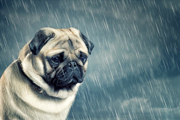 雨の中のパグ