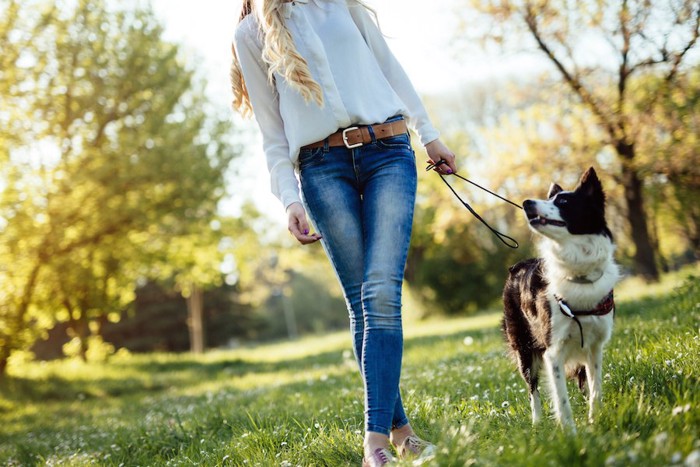 自然の中を散歩をする犬と女性