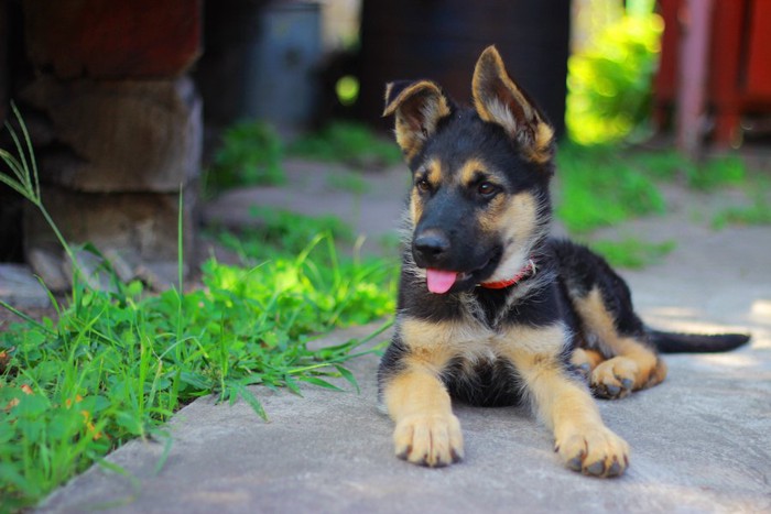 何かを気にして見つめる子犬