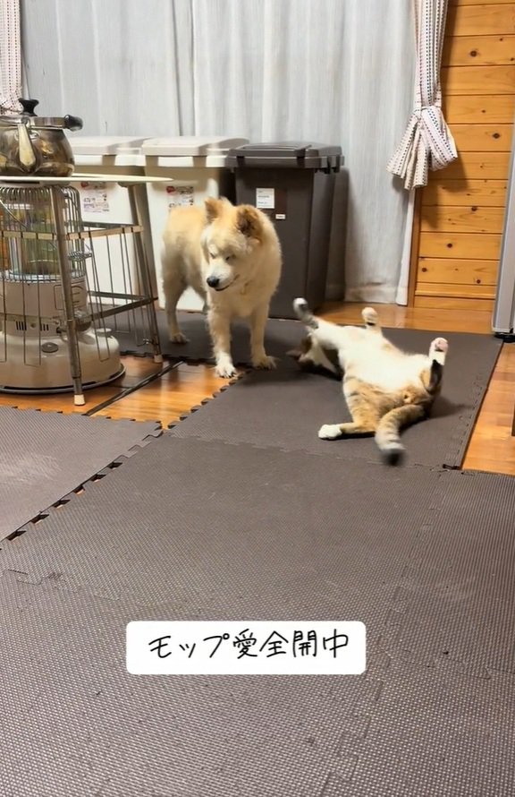 ひっくり返る光太くん