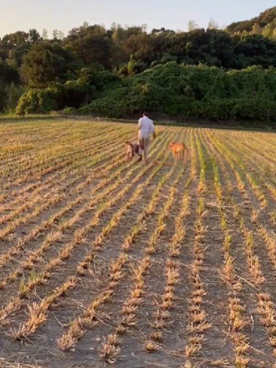 仲良しなおじいちゃんとわんこたち