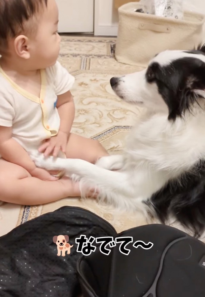 前足を置く犬