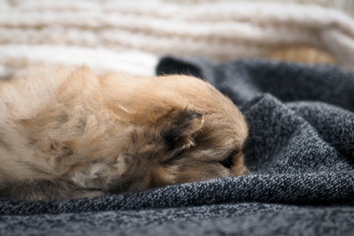 布の中に顔を埋めている犬