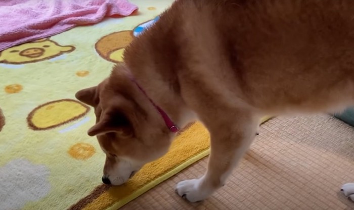 床のニオイを嗅ぐ犬