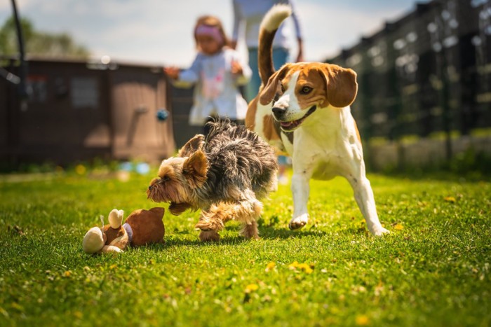 一緒に遊ぶ2匹の犬