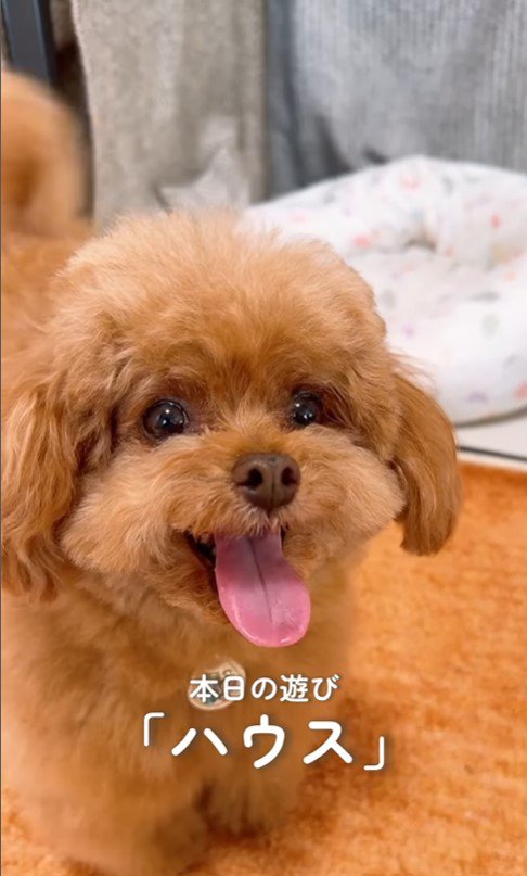 もっちゃん＆ふーちゃんのハウス