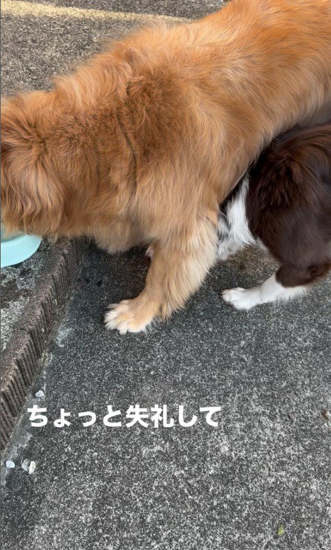 水を飲もうと割り込むるた君