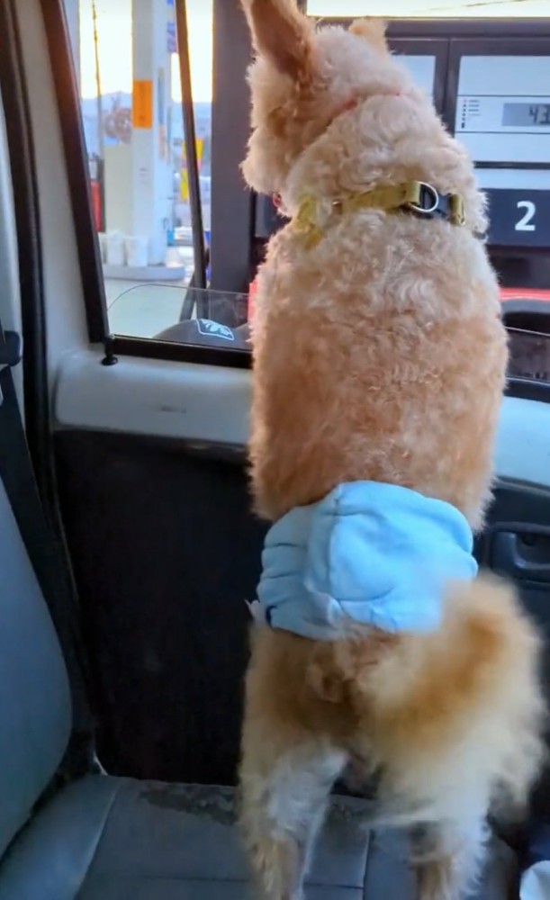 車の外を確認する犬