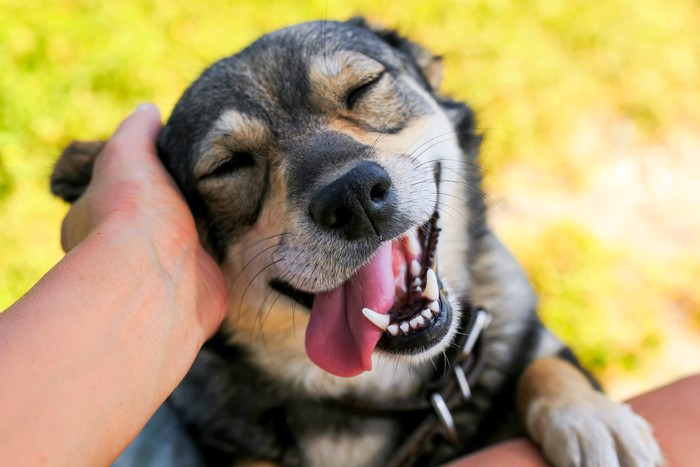 なでられている笑顔の犬