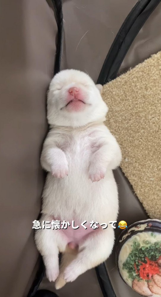 カナヲちゃんの子犬時代