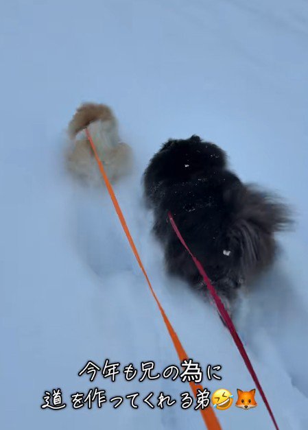こんちゃんが仲間入り！