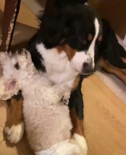 大型犬の腕に頭を乗せて寝転がる小型犬