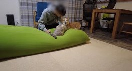 お兄ちゃんの後ろに回る犬