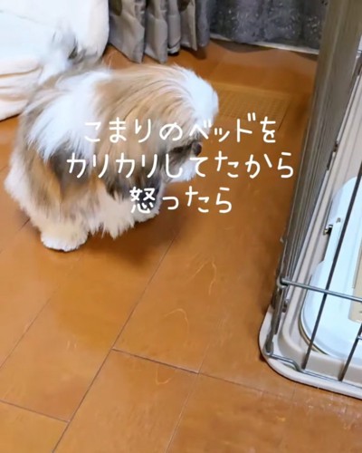 叱られる犬