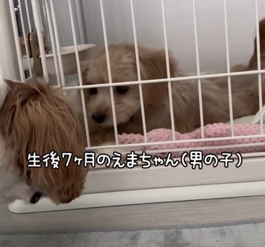 ケージ越しに向き合う2匹の犬