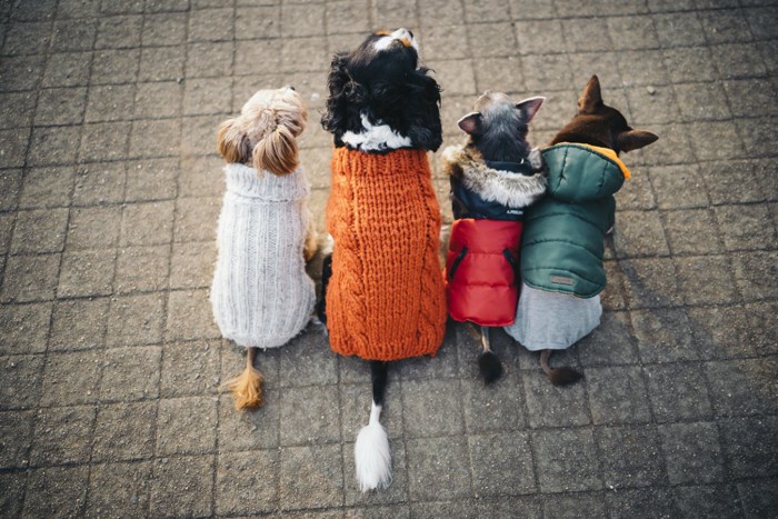 服を着た4頭の犬たちの後ろ姿