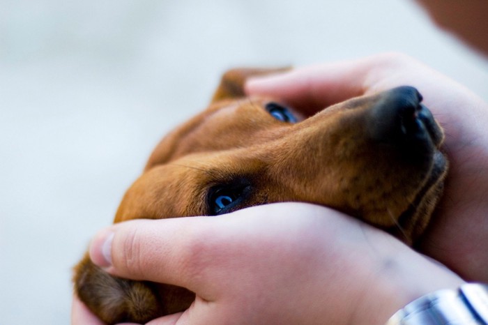 人の両手で顔を挟まれている犬