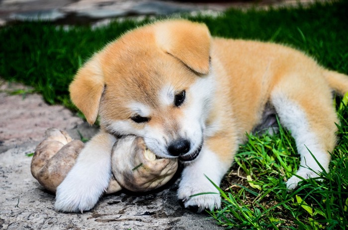 骨を食べる犬