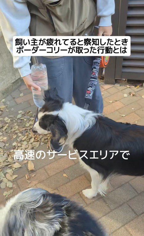 ジッピーくんの気遣い