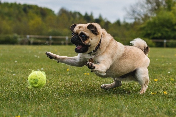 ボールで遊ぶ犬