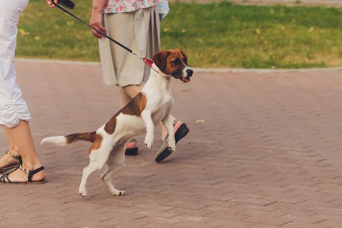 散歩中、人とは逆の方向に立ち上がる犬