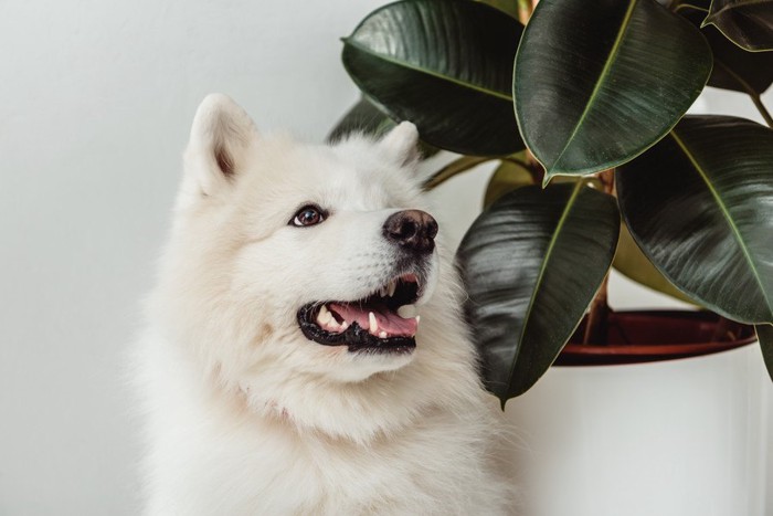 観葉植物を見る犬