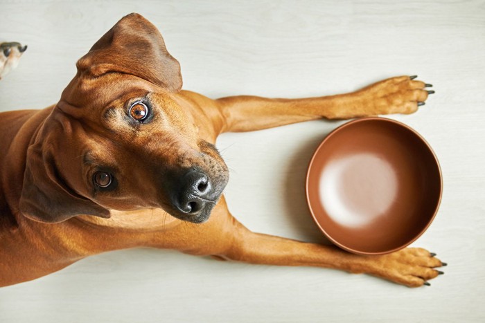 空の食器を前に期待している大型犬