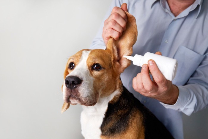 耳掃除中の犬