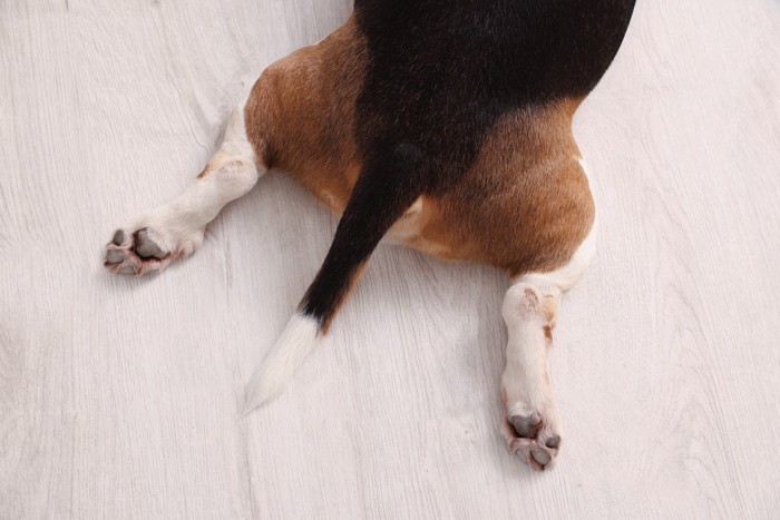 足を広げて伏せた犬のしっぽ、おしり