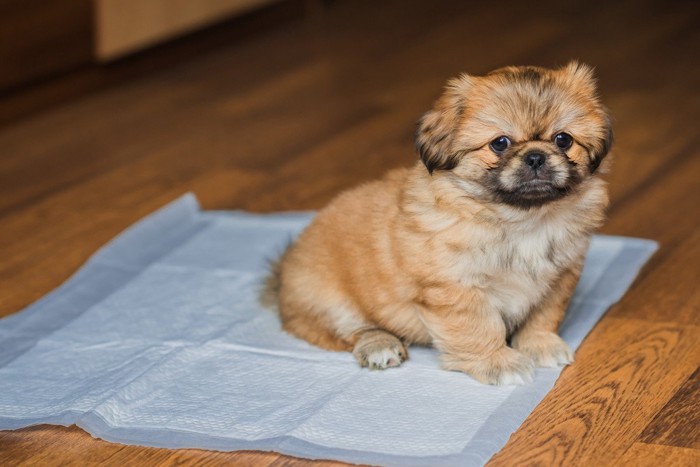 ペットシーツに座る犬