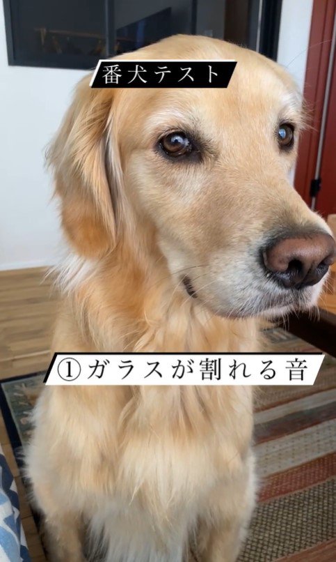 リノちゃんの番犬テスト2