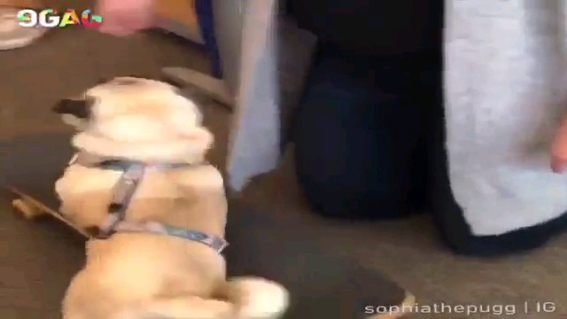 スケボーに乗る犬