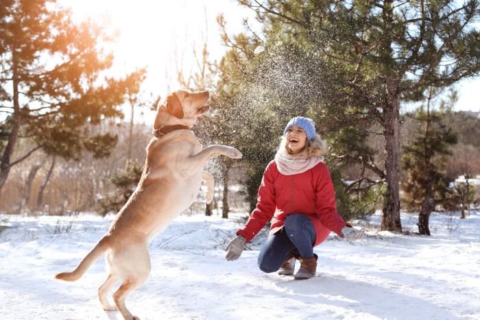 雪の中ではしゃぎ回る犬